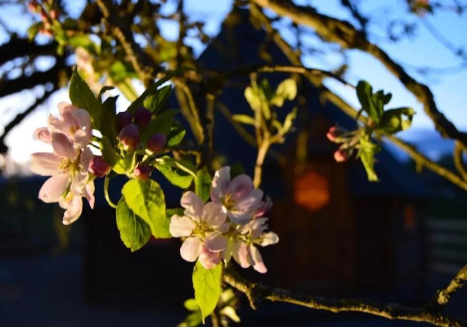 Apple Blossom Glamping Kilkenny Esterno foto